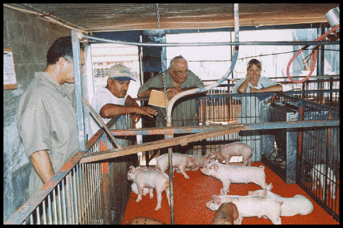 CESP researchers with caged piglets