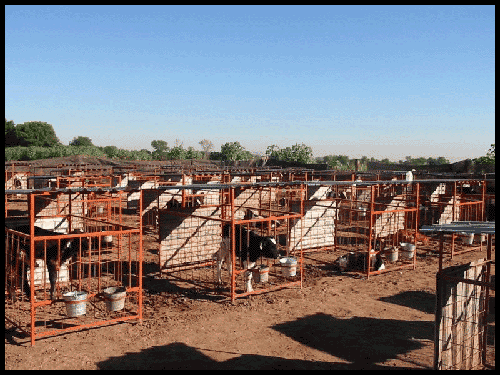 many cows in cages