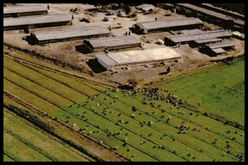 aerial view of livestock farm