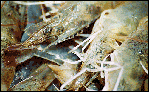 upclose shot of shrimp
